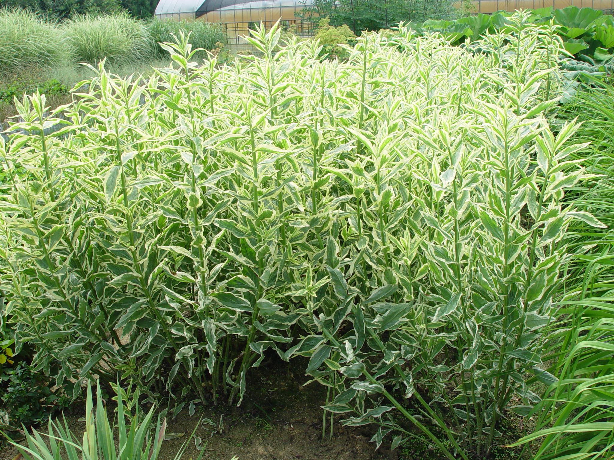 Physostegia virginiana 'variegatum'